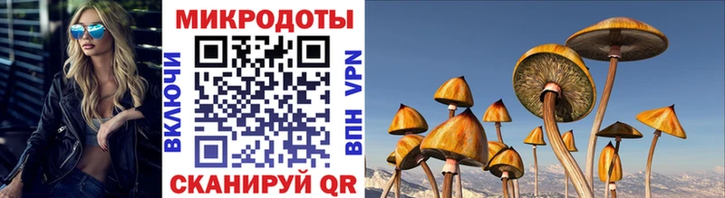Галлюциногенные грибы Psilocybe Большой Камень